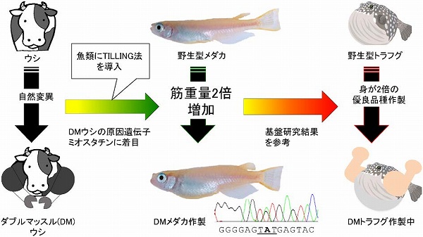 化学と生物 日本農芸化学会 Vol 56 No 8 養殖魚におけるtilling法を用いた品種改良技術の確立