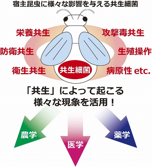 化学と生物 - 日本農芸化学会 - | Vol.56 No.8 | 昆虫-細菌共生研究の現状と農学・薬学・医学への応用可能性