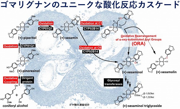 化学と生物 日本農芸化学会 Vol 56 No 11 ひらけごま 見えてきたゴマリグナンの生合成機構