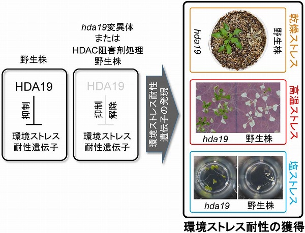 脱アセチル化