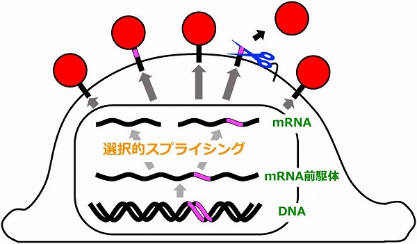 化学と生物 日本農芸化学会 Vol 57 No 1 プロテオーム解析から明らかになったシェディングの役割と制御機構