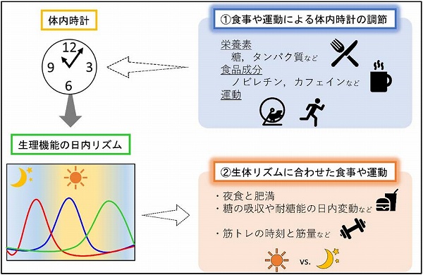 化学と生物 - 日本農芸化学会 - | Vol.57 No.1 | 体内時計を考慮した