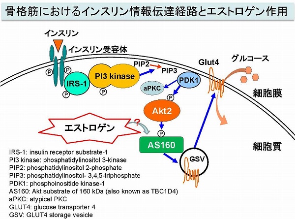 化学と生物 日本農芸化学会 Vol 57 No 2 エストロゲンのインスリン情報伝達経路を介した糖代謝促進作用