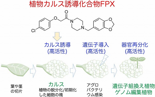 化学と生物 日本農芸化学会 Vol 57 No 5 新規植物カルス誘導化合物fpx