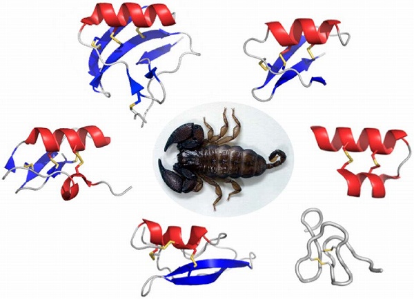 化学と生物 日本農芸化学会 Vol 57 No 8 サソリ毒に含まれる生理活性ペプチドの多様な構造