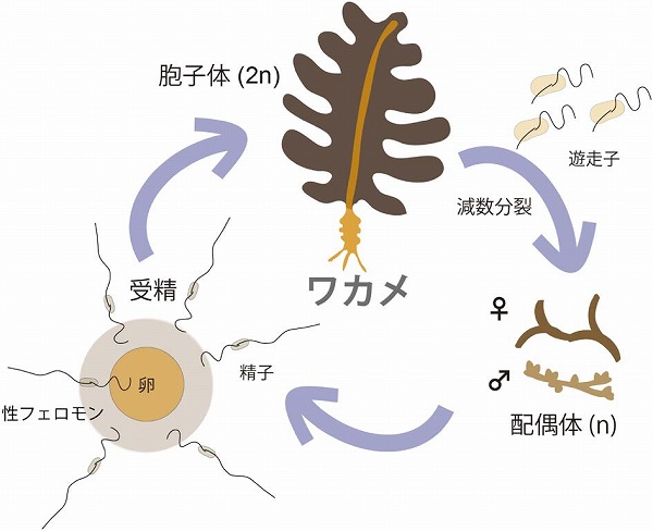 化学と生物 日本農芸化学会 Vol 57 No 9 褐藻の有性生殖における複合的走性システムの解明