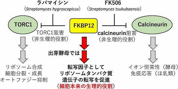 vol58_1