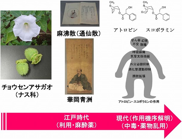 化学と生物 日本農芸化学会 Vol 58 No 7 古くて新しいチョウセンアサガオ