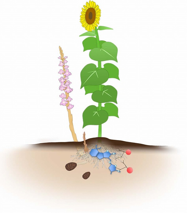 化学と生物 日本農芸化学会 Vol 58 No 10 ストリゴラクトンの構造多様性と植物界における分布および生理作用