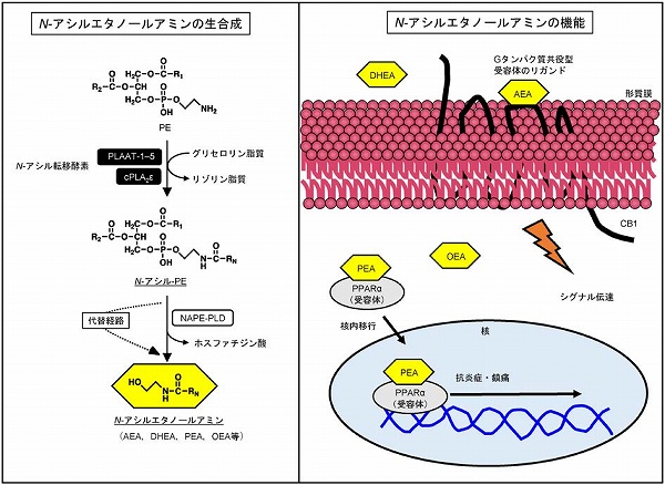 vol58_11