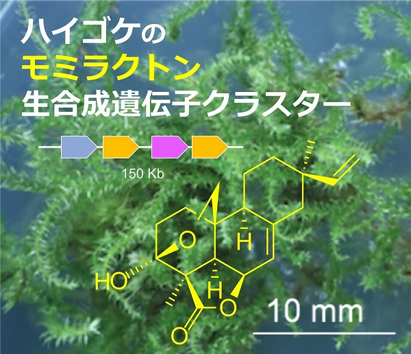 明日の組織培養〈木本植物の機能開発に向けた研究のさらなる展開〉 本