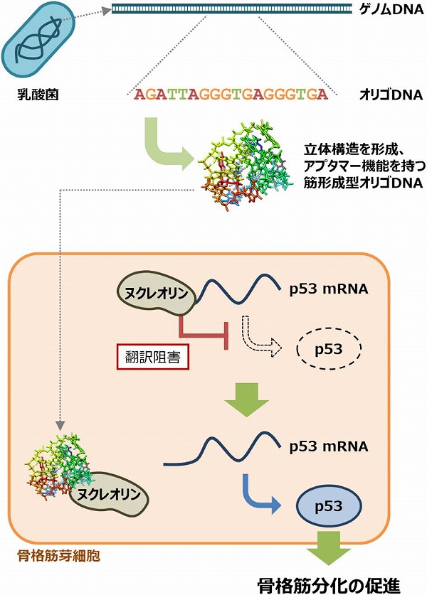 化学と生物 日本農芸化学会