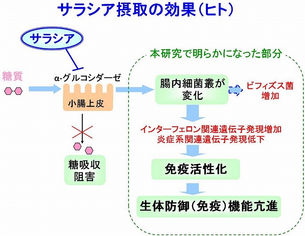 化学と生物 - 日本農芸化学会 - | Vol.59 No.9 | サラシア属植物のヒト消化管に対する作用の解明と新規機能性食品開発