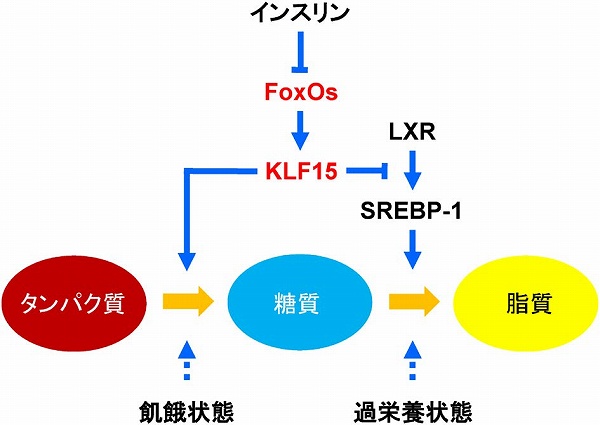 化学と生物 - 日本農芸化学会 - | Vol.60 No.6 | 三大栄養素