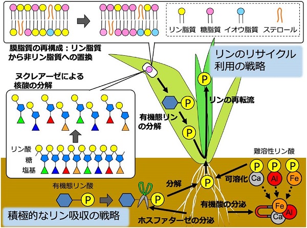 vol60_8