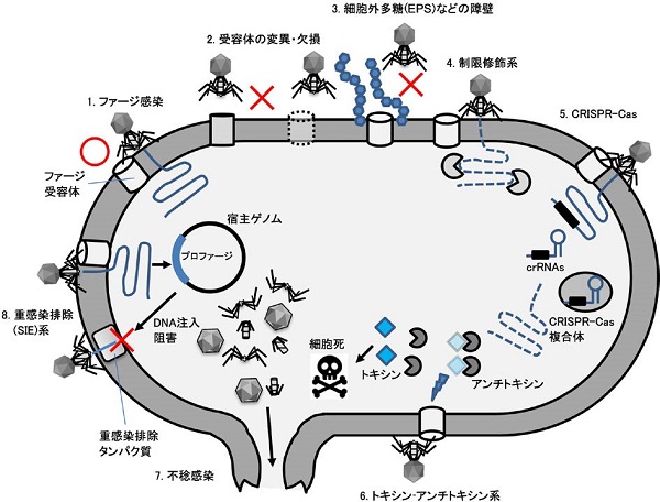 化学と生物 - 日本農芸化学会 - | Vol.61 No.8 | バクテリオファージの