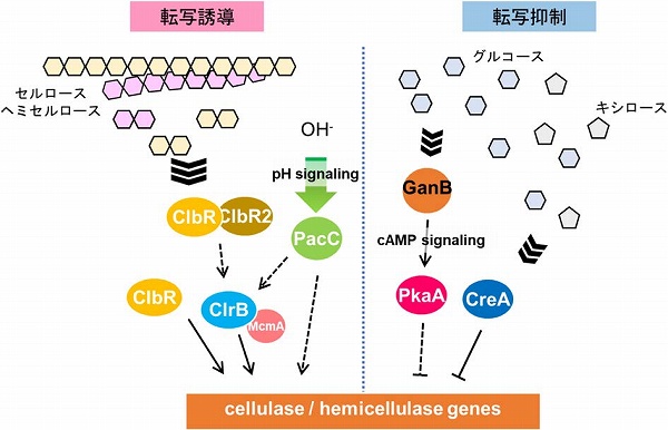 化学と生物 - 日本農芸化学会 - | Vol.62 No.5 | 糸状菌における