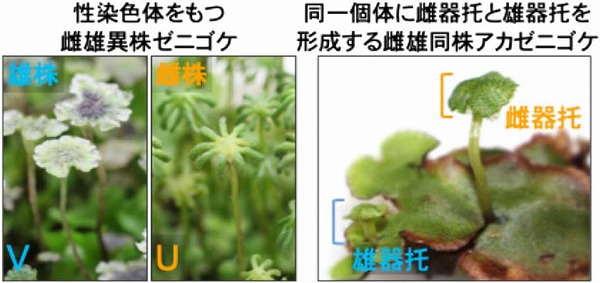 vol64_3