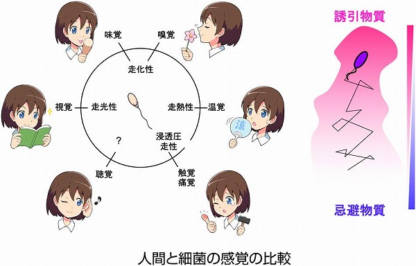 vol64_4