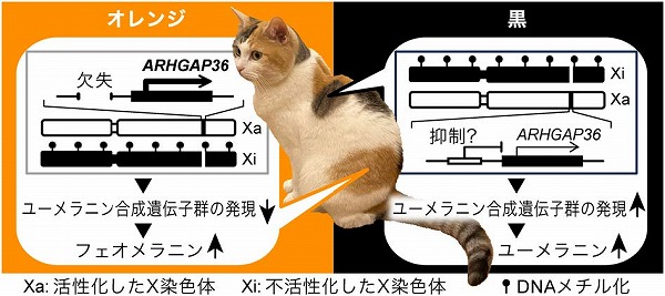 vol64_5