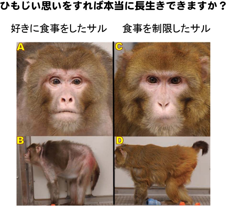 化学と生物 日本農芸化学会 Vol 53 No 7 腹八分目はサルでも寿命を延ばす