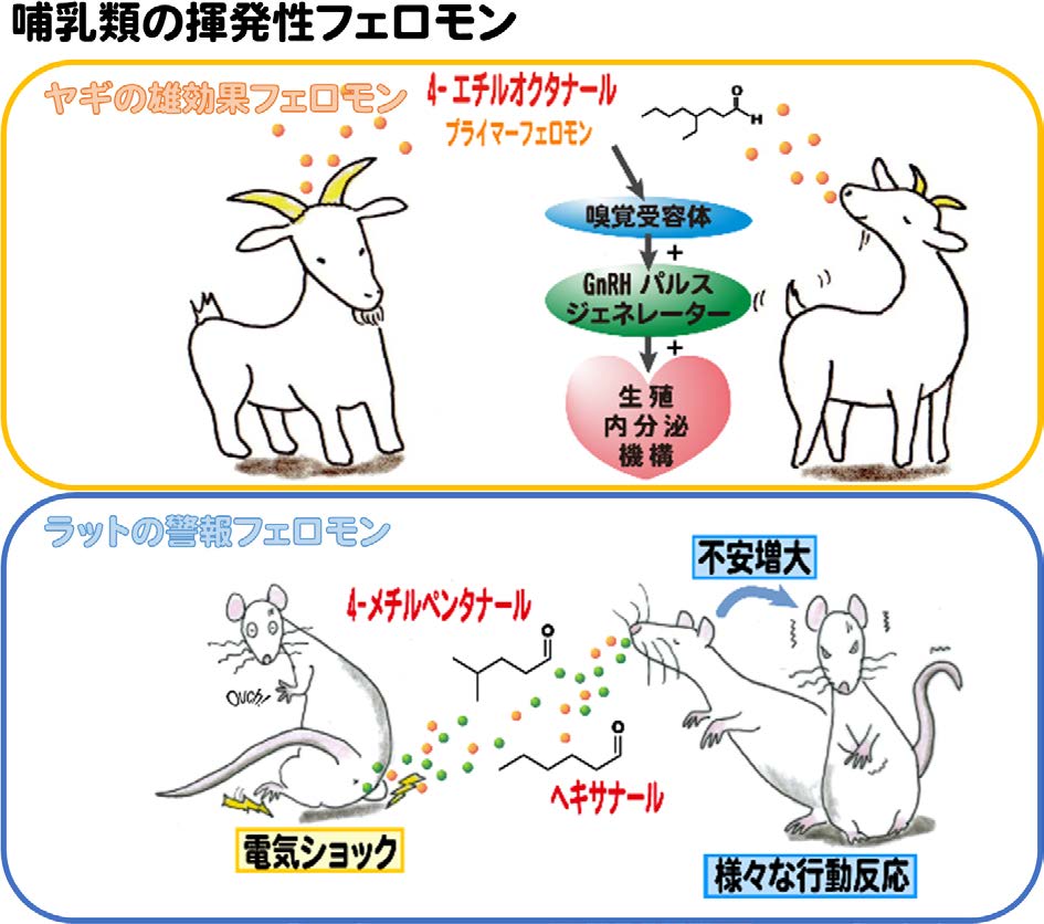 化学と生物 日本農芸化学会 Vol 53 No 10 哺乳類における揮発性フェロモンの同定