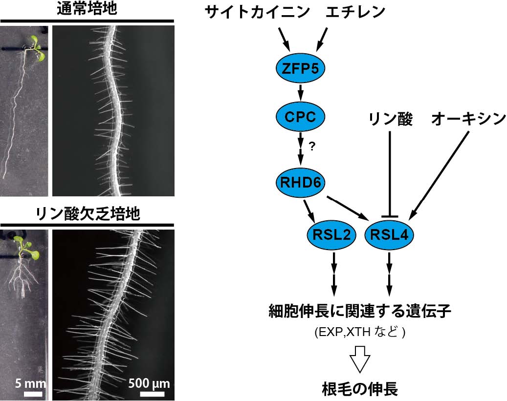 vol54_2