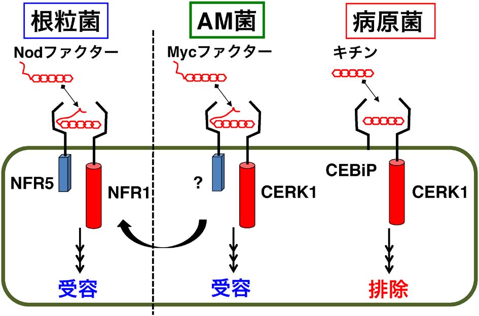 研究｜片山グループ – 東京大学 理学部 植物進化生態学研究室