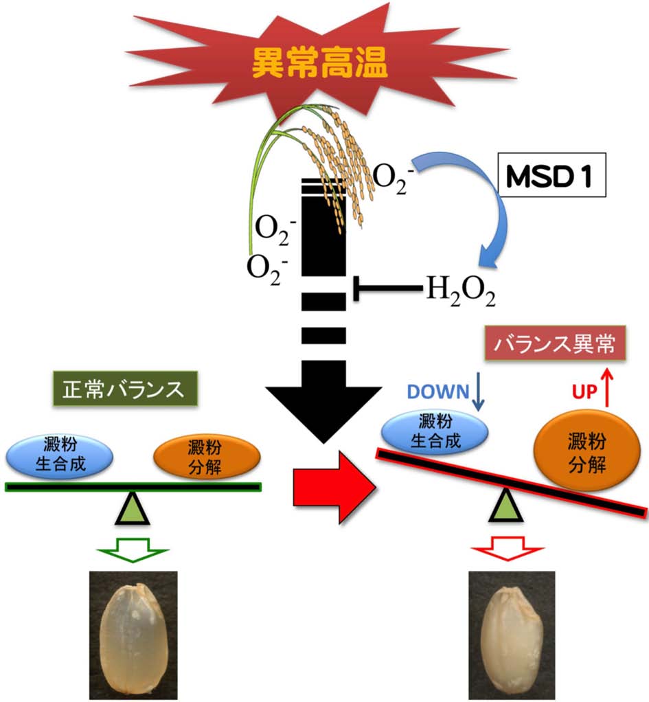 vol54_4