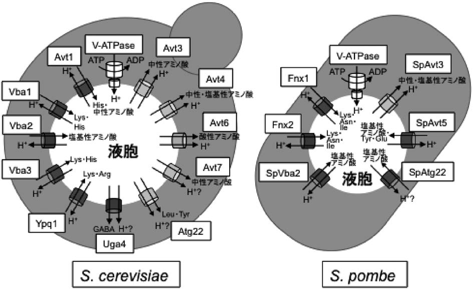 vol54_5