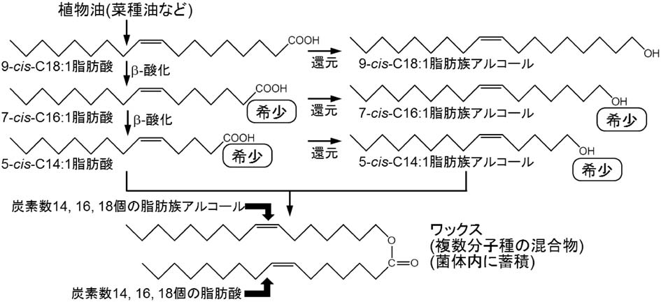 vol54_7