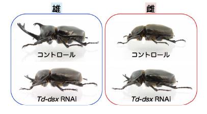 化学と生物 - 日本農芸化学会 - | Vol.54 No.8 | 性決定遺伝子で