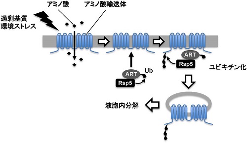 化学と生物 日本農芸化学会 Vol 55 No 2 アレスチン様輸送アダプターを介した酵母膜タンパク質の品質管理