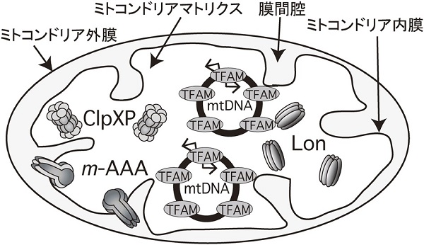 vol55_4