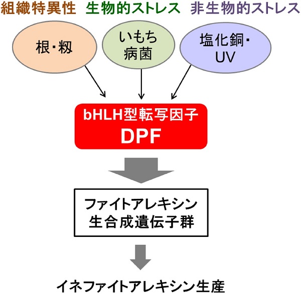 化学と生物 - 日本農芸化学会 - | Vol.55 No.4 | イネのファイトアレキシン生合成を制御する新たな転写因子の発見