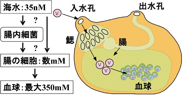 vol55_5