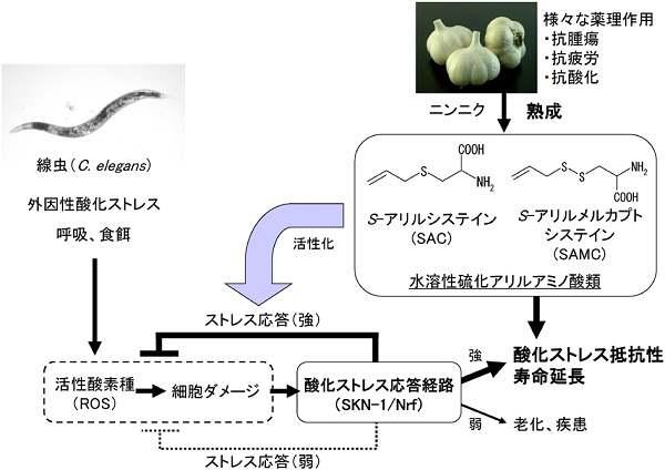 vol55_6