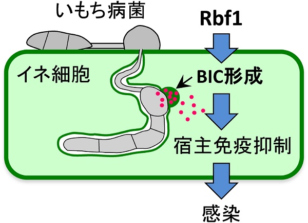 vol55_7