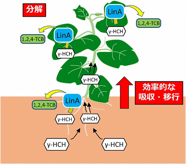 化学と生物 日本農芸化学会 Vol 55 No 8 G ヘキサクロロ