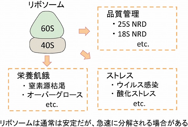 化学と生物 日本農芸化学会 Vol 55 No 8 真核生物におけるリボソームの品質管理と分解機構