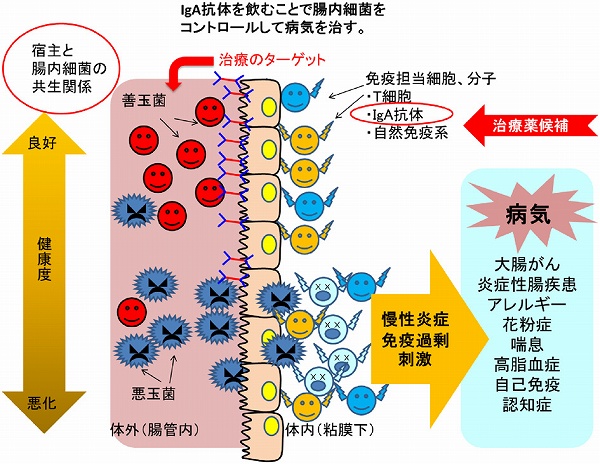 化学と生物 - 日本農芸化学会 - | Vol.55 No.9 | 腸管IgA抗体による腸