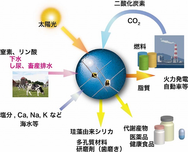 化学と生物 - 日本農芸化学会 - | Vol.55 No.11 | 珪藻のバイオ