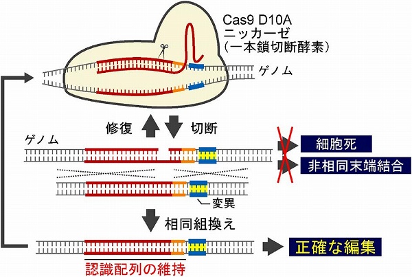 化学と生物 - 日本農芸化学会 - | Vol.56 No.5 | Cas9ニッカーゼを用 ...